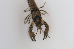 Faxonius virginiensis