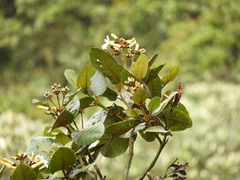 Ladenbergia macrocarpa
