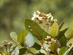 Ladenbergia macrocarpa
