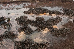 Stichaster australis