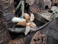 Ladenbergia macrocarpa