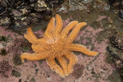 Stichaster australis