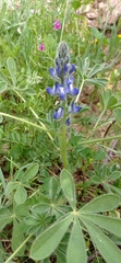 Lupinus micranthus