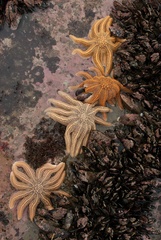Stichaster australis