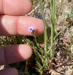 Gilia clivorum