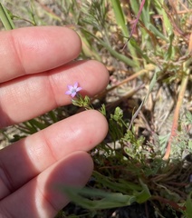 Gilia clivorum