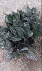 Sansevieria