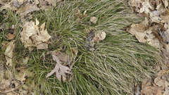 Carex virgata