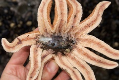 Stichaster australis