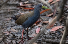 Pardirallus nigricans