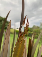 Compsus viridivittatus