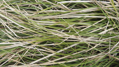 Carex virgata