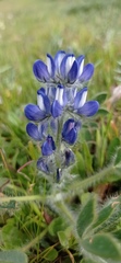 Lupinus micranthus