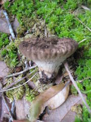 Lycoperdon pulcherrimum