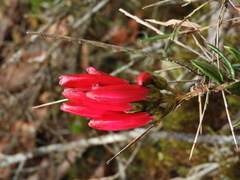 Bejaria