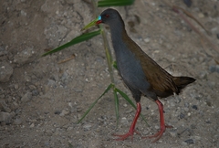 Pardirallus sanguinolentus