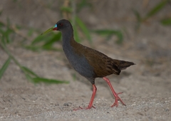 Pardirallus sanguinolentus