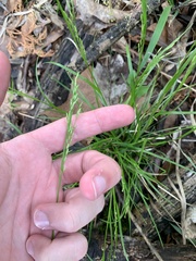 Poa autumnalis