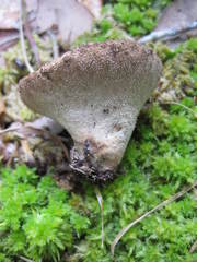 Lycoperdon pulcherrimum