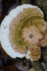 Trametes gibbosa image