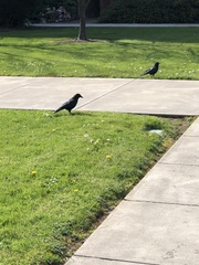 Corvus brachyrhynchos