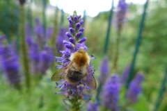 Bombus pascuorum
