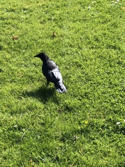 Corvus brachyrhynchos