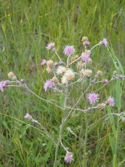 Cirsium brachycephalum