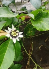 Passiflora edulis