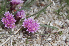 Allium aaseae