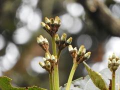 Ladenbergia macrocarpa