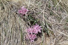 Allium aaseae