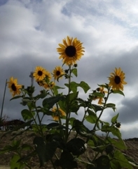 Helianthus annuus