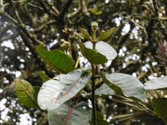 Ladenbergia macrocarpa