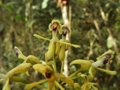 Epidendrum scytocladium