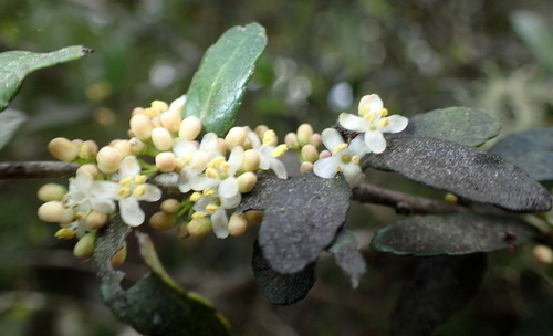 Yaupon (Ilex vomitoria)
