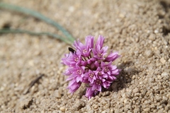 Allium aaseae