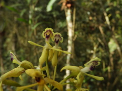 Epidendrum scytocladium