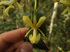 Epidendrum scytocladium