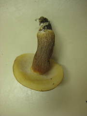 Tylopilus ferrugineus