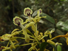 Epidendrum scytocladium
