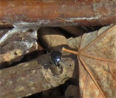 Sehirus cinctus albonotatus