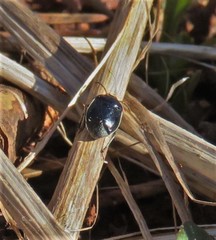 Sehirus cinctus albonotatus