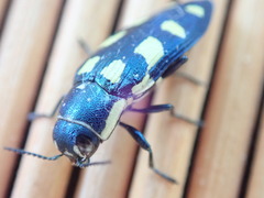 Buprestis octoguttata