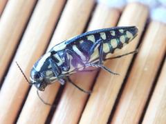 Buprestis octoguttata