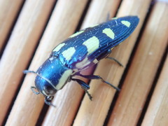 Buprestis octoguttata