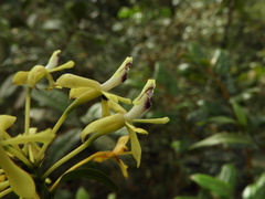 Epidendrum scytocladium