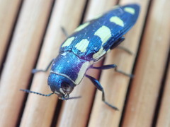 Buprestis octoguttata