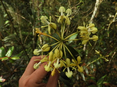 Epidendrum scytocladium