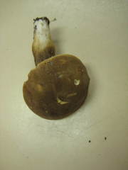 Tylopilus ferrugineus